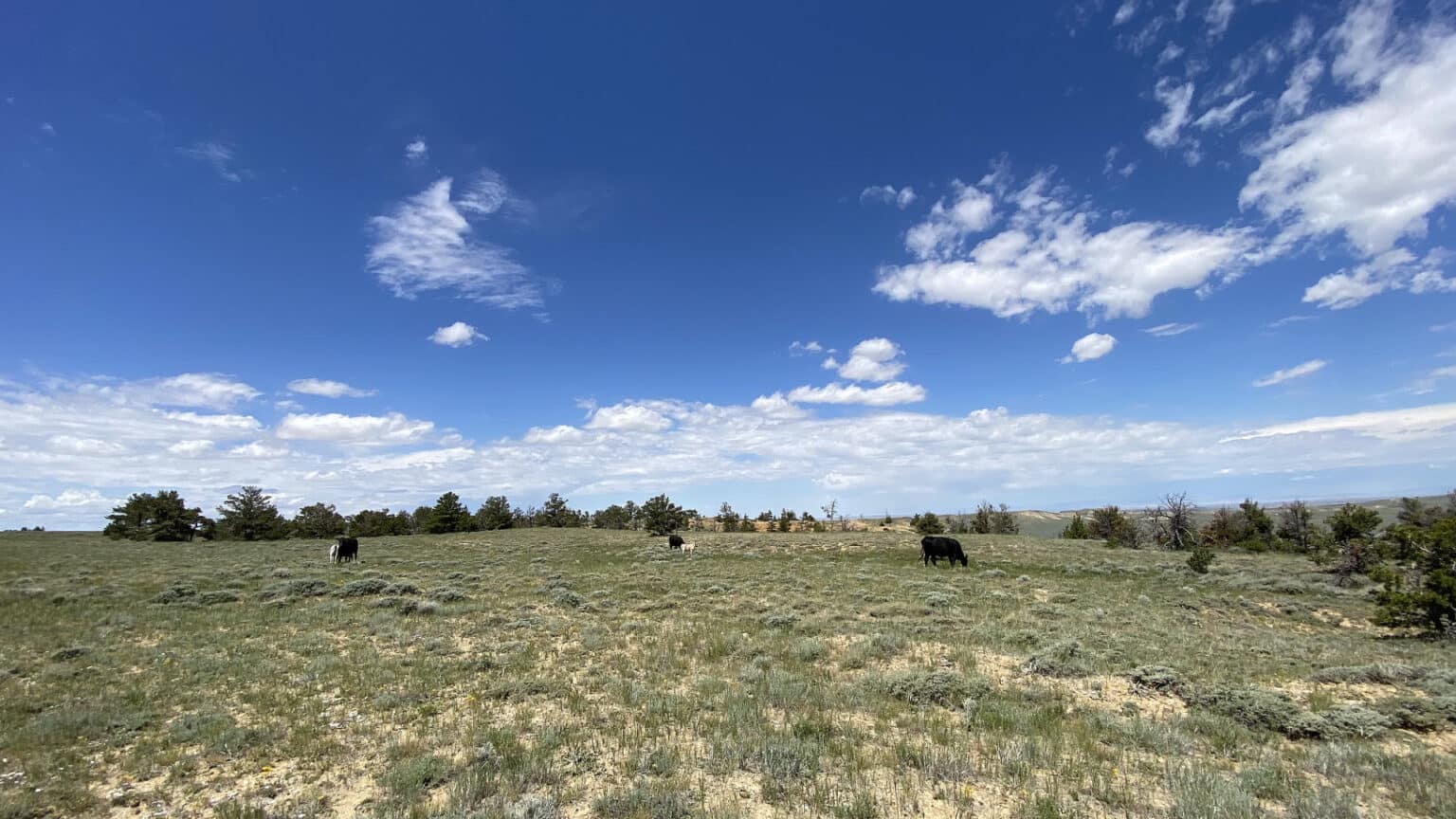 River Basin Ranch Ervay Basin Grass Ranch | Chase Brothers Land and Ranch