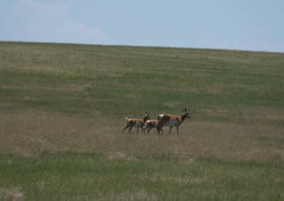 9 Mile Road Land pronghorn doe with fawns