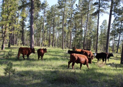 new haven ranch cattle 0094