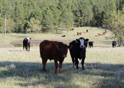 new haven ranch cattle 0096