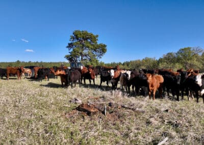 new haven ranch cattle 0680