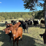 Understanding Acreage and Carrying Capacity