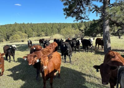 new haven ranch cattle 4980