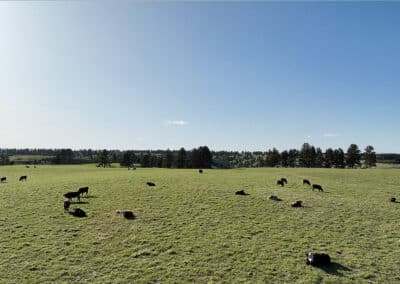 new haven ranch yearlings resting on high northern meadow