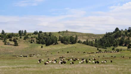 holmes ranch cattle grazing