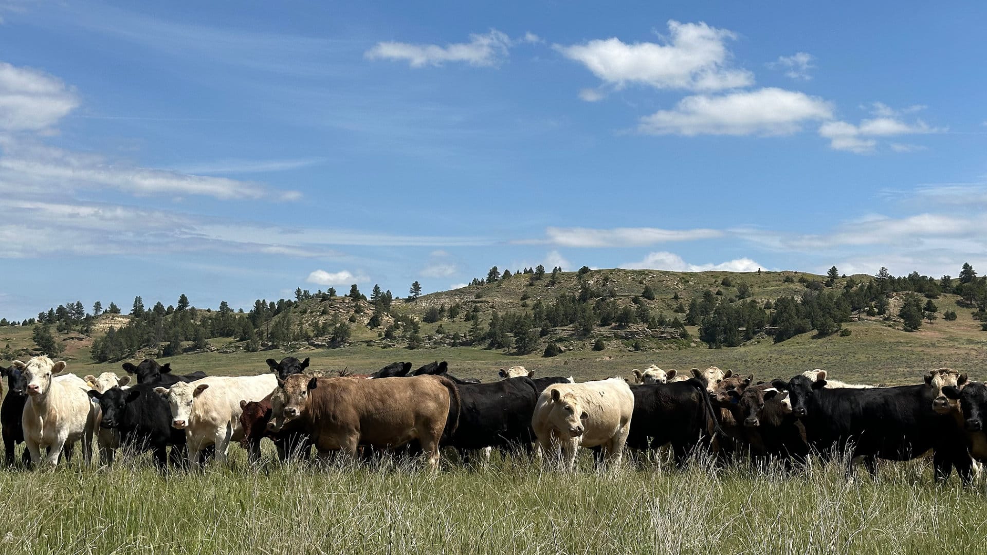 holmes ranch cattle mob grazing