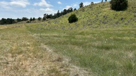 holmes ranch fenceline mig grazing