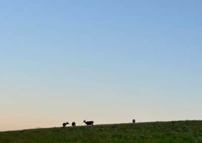 deer on the ridge