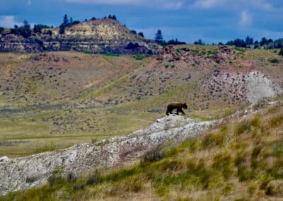 holmes ranch black bear