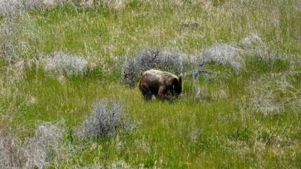 holmes ranch black bear foraging