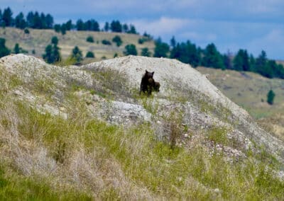 holmes ranch blackbear