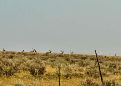 holmes ranch bull elk in summer