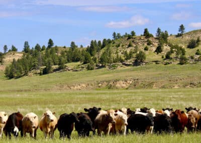 holmes ranch cattle