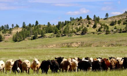 Decker Montana Cattle and Hunting Ranch