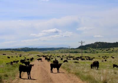 holmes ranch cattle pairs