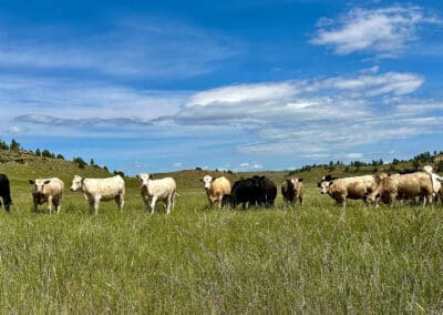 holmes ranch cattle yearlings 2