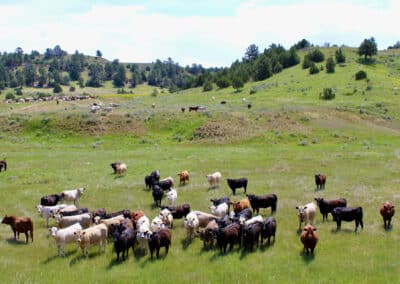 holmes ranch cattle yearlings 3