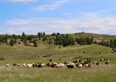 holmes ranch cattle yearlings 4