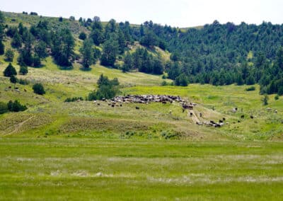 South Deer Creek Ranch cattle yearlings 5