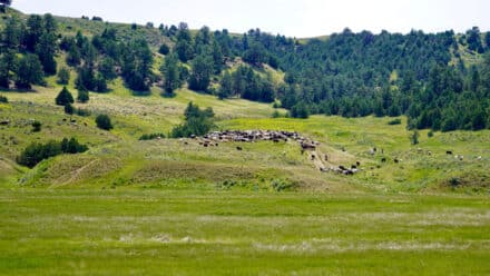 South Deer Creek Ranch Yearlings