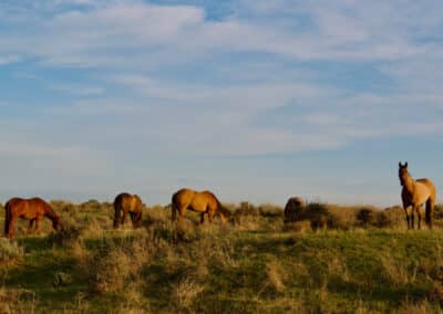 holmes ranch cavvy at dawn