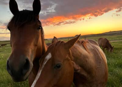 holmes ranch cavvy at sunset