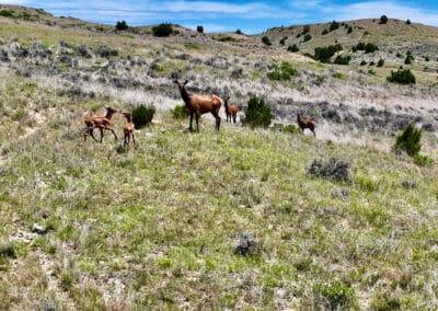 holmes ranch cow elk and elk calves