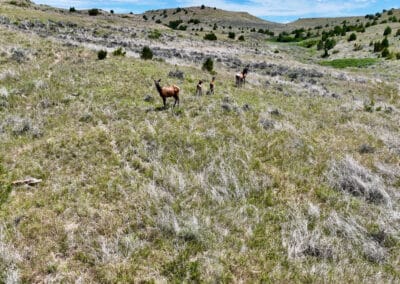 holmes ranch elk