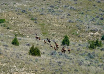 holmes ranch elk herd