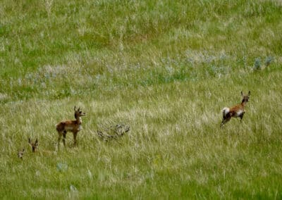 holmes ranch fawn antelope