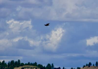 holmes ranch golden eagle