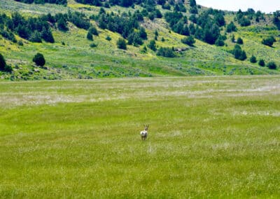 holmes ranch grass and wildlife