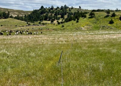 holmes ranch mig grazing yearlings