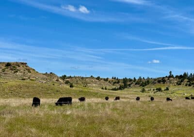 holmes ranch pairs mig grazing