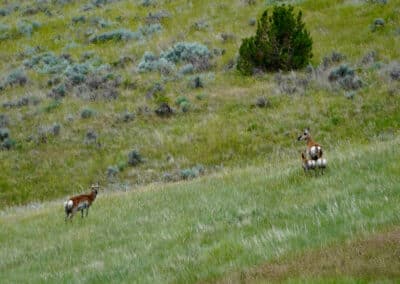 holmes ranch pronghorn