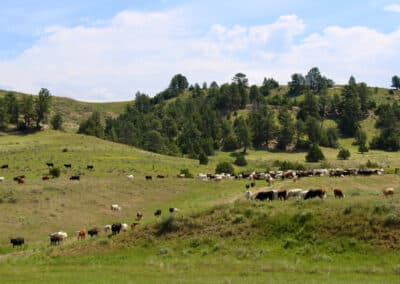 holmes ranch water and grazing yearlings