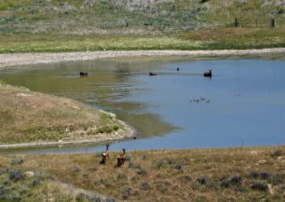 holmes ranch water and wildlife