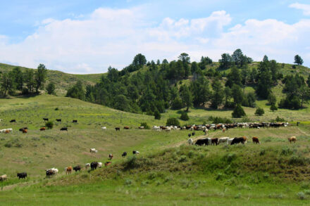 holmes ranch watering and grazing yearlings