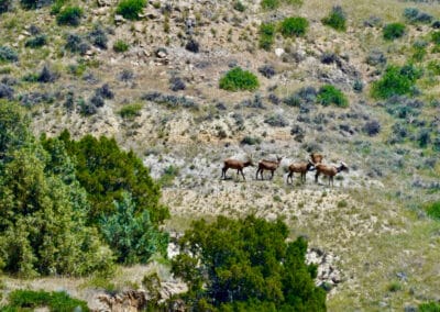 holmes ranch young bull elk in summer