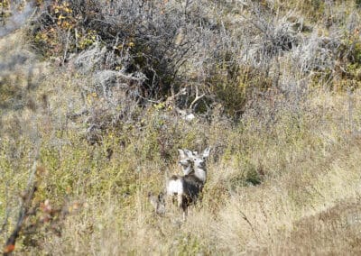 mule deer