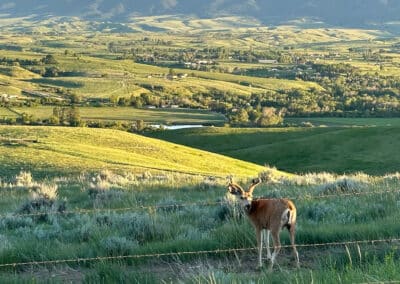 muley buck