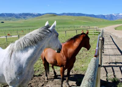 Clearwater West Big Horn, WY Equine Facility great views