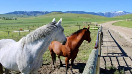 Clearwater West Big Horn, WY Equine Facility great views