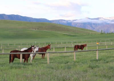 Clearwater West Big Horn, WY Equine Facility polo ponies in heaven