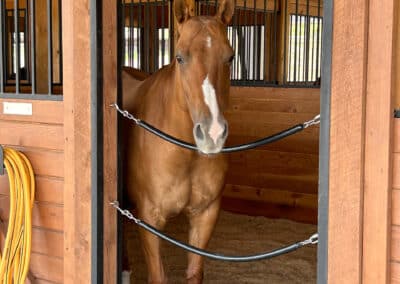 Clearwater West Big Horn, WY Equine Facility polo pony in stall