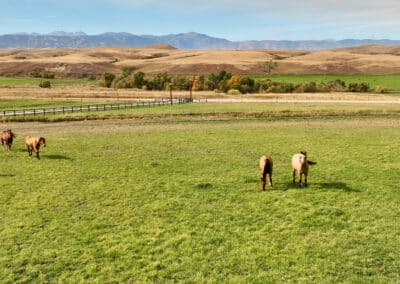 rocknhat great grazing