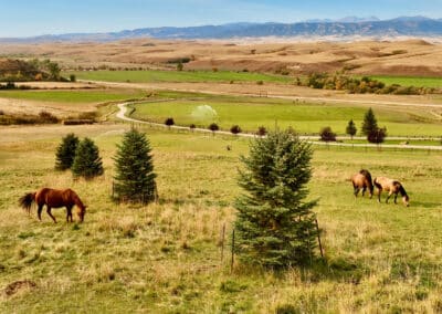 rocknhat horses and irrigation