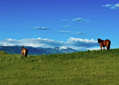 rocknhat horses gazing at the view