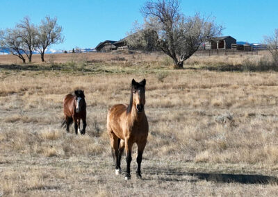 Weatherby's Saddlecrest Drive Lot 11 Sheridan Wyoming horse pasture