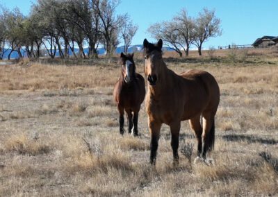 Weatherby's Saddlecrest Drive Lot 11 Sheridan Wyoming horses